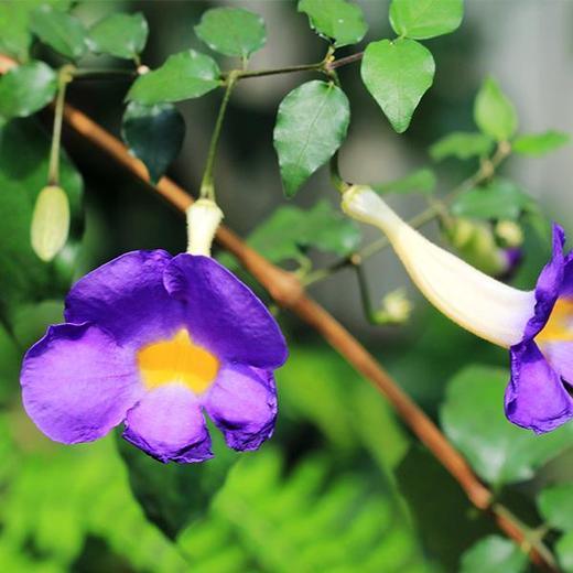 Thunbergia -Blue Plant Creepers & Climbers Flower Garden Live Plant Nursery Indoor Outdoor Living Plants - Kadiyam Nursery