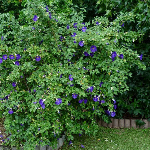 Thunbergia -Blue Plant Creepers & Climbers Flower Garden Live Plant Nursery Indoor Outdoor Living Plants - Kadiyam Nursery