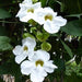 Thunbergia -White Plant Creepers & Climbers Flower Garden Live Plant Nursery Indoor Outdoor Living Plants - Kadiyam Nursery