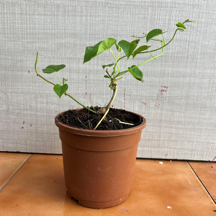 Tinospora cordifolia,heart-leaved moonseed,tippa tega creepar plant - Kadiyam Nursery