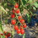 Tomato Cherry - NM seeds pack of 30g - Kadiyam Nursery
