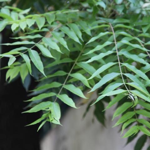 Toona ciliata,Indian Mahogany, Red Cedar, Surian - Kadiyam Nursery