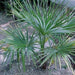 Trachycarpus fortunei,Windmill Palm, Chusan Palm, Chinese Windall Palm - Kadiyam Nursery