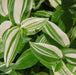 Tradescantia albiflora, T. fluminesis,Small Leaf Spiderwort, Spiderwort, Vondrande Jude, Wandering Jew - Kadiyam Nursery