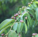 Tri Berry Tree - Kadiyam Nursery