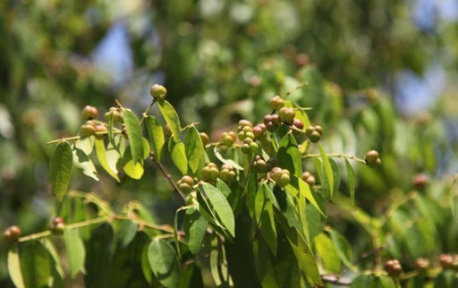 Tri Berry Tree - Kadiyam Nursery