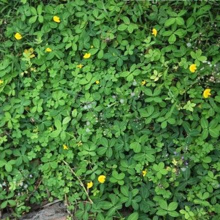 Trifolium dobium,Yellow Clover, Irish Shamrock - Kadiyam Nursery