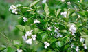 Triphasia trifolia,Mini Lemon - Kadiyam Nursery