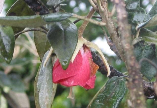 Trochetia boutoniana,National Flower Of Mauritius - Kadiyam Nursery