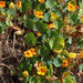 Tropaeolum majus,Nasturtium, Garden Nasturtium, Indian Cress - Kadiyam Nursery