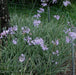 Tulbaghia fragrans variegata,Wild Garlic, Variegated Garlic - Kadiyam Nursery