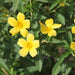 Turnera ulmifolia,West Indian Holly, Sage Rose, Yellow Alder, Yellow Buttercups, Sage Rose, Cuban Buttercup - Kadiyam Nursery