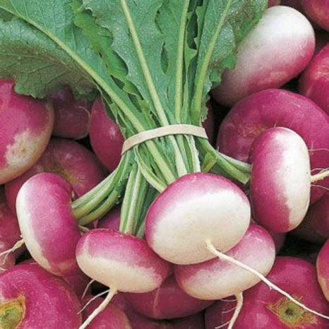 Turnip purple top vegitable  (pack of 50seeds) - Kadiyam Nursery