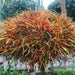 variegatum/Croton Zanzibar/Croton Multicolor Foliage Live Healthy Plant - Kadiyam Nursery