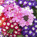 Verbena Ideal Florist Mix-NM (pack of 20 g) - Kadiyam Nursery