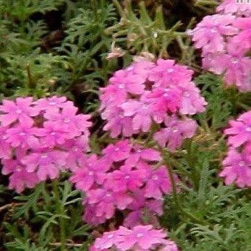 Verbena tenera pink,Verbena Pink - Kadiyam Nursery