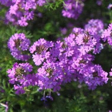 Verbena tenera purple,Verbena Purple - Kadiyam Nursery