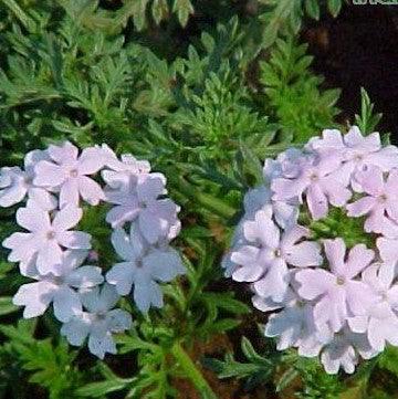 Verbena tenera white,Verbena White - Kadiyam Nursery