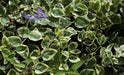 Vinca minor variegata,Periwinkle Variegated, Lesser Periwinkle Variegated - Kadiyam Nursery