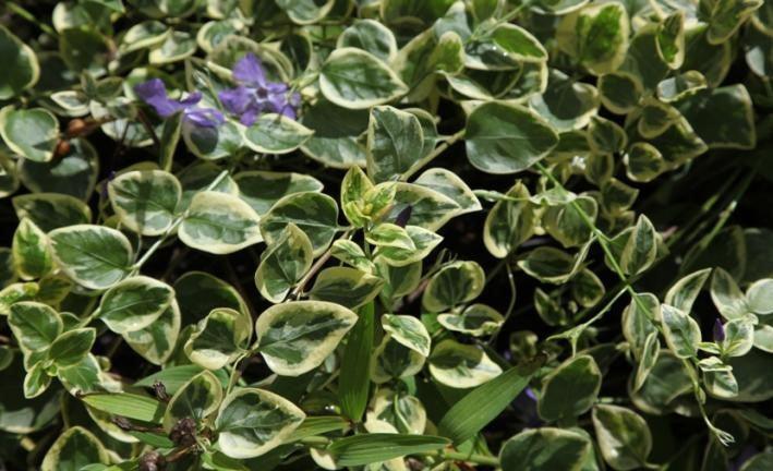 Vinca minor variegata,Periwinkle Variegated, Lesser Periwinkle Variegated - Kadiyam Nursery
