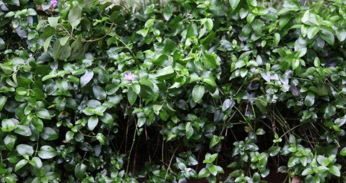 Buy Healthy Vinca Minor (Periwinkle) Plants Online - Perfect for Low-M ...