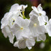 Vinca rosea Pacifica Dwarf White-NM (pack of 1000seeds) - Kadiyam Nursery
