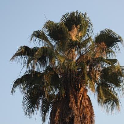 Washingtonia filifera,Desert Palm, Petticoat Palm, American Cotton Palm, California Palm - Kadiyam Nursery