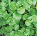Watercress - NM Seeds (pack of 30g) - Kadiyam Nursery