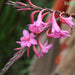 Watsonia meriana, W. meriana var. bulbillifera, W. bulbillifera, Antholyza meriana - Kadiyam Nursery