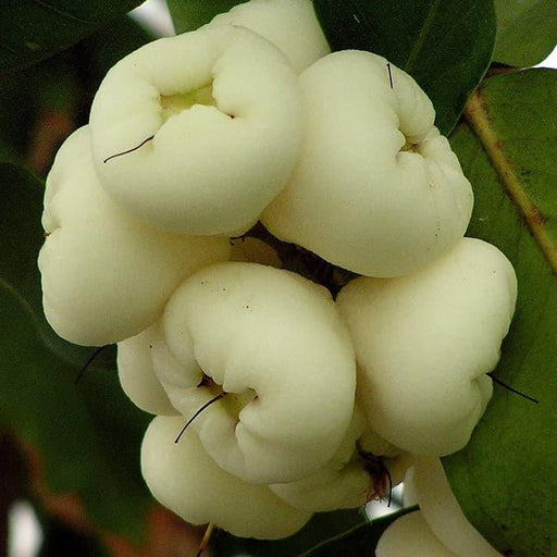 White Water Apple Java Apple/Jamun Bell-Shaped Edible Berry Hybrid Plant(1 Healthy Live Plant) - Kadiyam Nursery