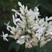 Whitfieldia longifolia,Clerodendrum Species - Kadiyam Nursery