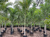 Wodyetia bifurcata, Foxtail Palm, Wody Palm, Fox Tail Palm - Kadiyam Nursery