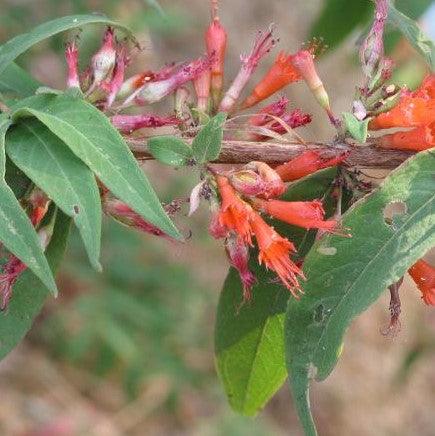 Woodfordia fruticosa,Fire Flame Bush - Kadiyam Nursery