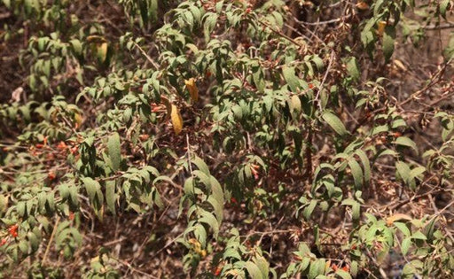 Woodfordia fruticosa,Fire Flame Bush - Kadiyam Nursery