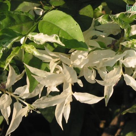Wrightia religiosa variegata,Wrightia Variegata - Kadiyam Nursery
