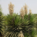 Yucca aloifolia,Yucca, Spanish Bayonet, Our Lords Candle - Kadiyam Nursery