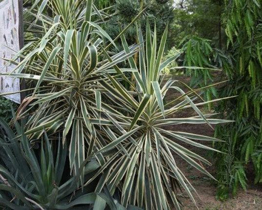 Yucca elephantipes marginata,Yucca Marginata - Kadiyam Nursery