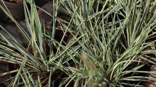 Yucca filimentosa marginata,Yucca filimentosa marginata - Kadiyam Nursery