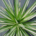 Yucca species silver,Yucca Silver - Kadiyam Nursery