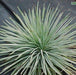 Yucca whipplei,Our Lords Candle, Whipplei Yucca - Kadiyam Nursery