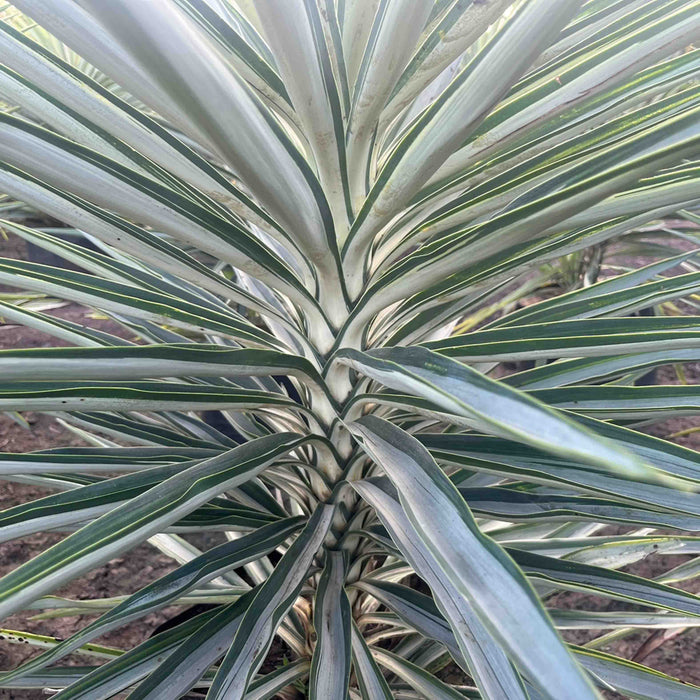 Buy Yucca Medio Picta Plant - Add a Striking Touch to Your Garden Today