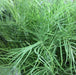 Zamia angustifolia,Zamia Cycas - Kadiyam Nursery