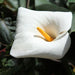 Zantedesia aethiopica,Calla Lily, White Calla Lily - Kadiyam Nursery