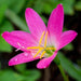Zephyranthes Lily, Rain Lily - Pink (Pack of 10 Bulbs) - Kadiyam Nursery
