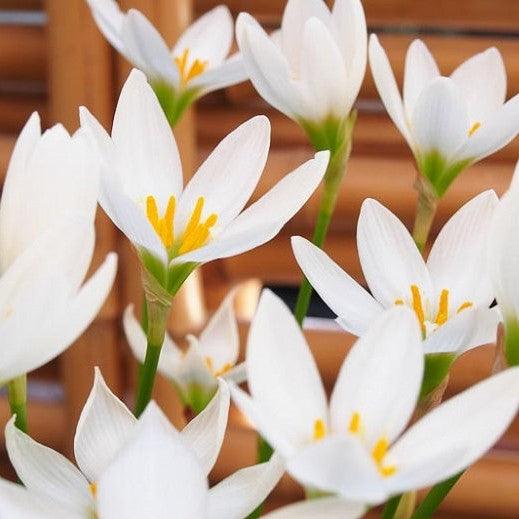 Zephyranthes Lily, Rain Lily - White (Pack of 10 Bulbs) - Kadiyam Nursery