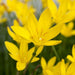 Zephyranthes Lily, Rain Lily - Yellow (Pack of 10 Bulbs) - Kadiyam Nursery