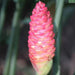 Zingiber spectabile,Beehive Ginger - Kadiyam Nursery