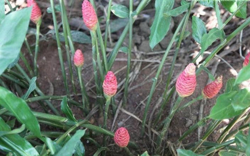 Zingiber spectabile,Beehive Ginger - Kadiyam Nursery