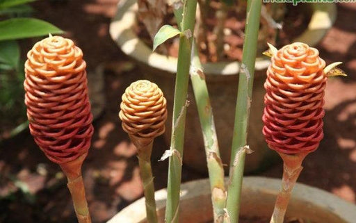 Zingiber zerumbet,Wild Ginger, Bitter Ginger, Sponge Ginger - Kadiyam Nursery