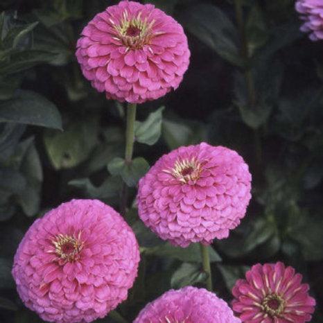 Zinnia elegance Dahlia Flowered Illumination-NM pack of 15g - Kadiyam Nursery